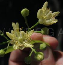 Tilia x europaea - Flower - Click to enlarge!